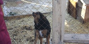 В Оренбургской области изменят расчет субвенций на отлов животных. Будут выделять не менее 50% от потребности