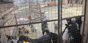 В Орске принимают помощь для бездомных животных