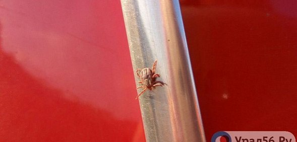 Клещ, фото: архив