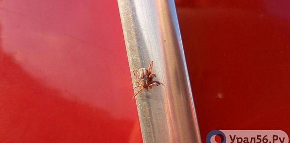 Клещ, фото: архив