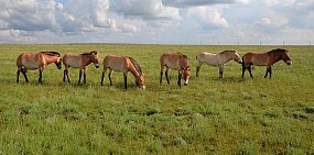 Заповедник «Оренбургский» стал участником фестиваля в Москве