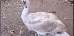 Скрин с видео тг-канала «Кровавое Воскресенье»