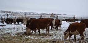 25 скотомогильников планируют закрыть в Оренбургской области этой осенью