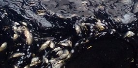 Еще в одном озере Оренбургской области массово погибла рыба