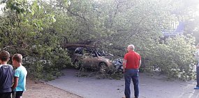 В Оренбурге на проезжую часть упало старое дерево 
