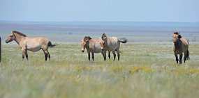В Оренбургской области туристам показали лошадей Пржевальского в дикой природе