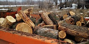 В Оренбурге для строительства нового водопровода вырубается лесополоса