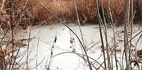 Специалисты взяли пробы воды из Елшанки в Орске, которая вновь поменяла цвет