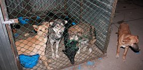 В Оренбурге после трагедии с ребенком ни один подрядчик не заявился на новый тендер по отлову бродячих животных