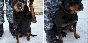 В Оренбурге четыре полицейские собаки уходят на пенсию и ищут новых хозяев