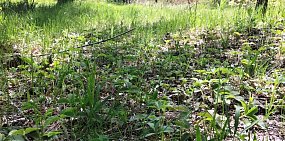 ﻿Первая волна комаров в России ожидается уже в середине весны