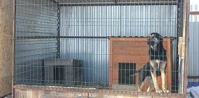  Администрация Оренбурга в очередной раз ищет подрядчика по отлову бродячих животных. Ранее на торги заявок не было