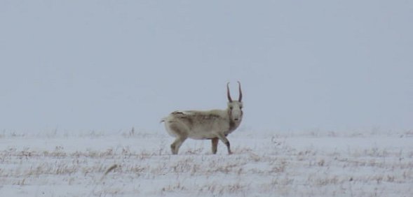 Сайгак в Светлинском заказнике, фото: Дирекция ООПТ Оренбургской области