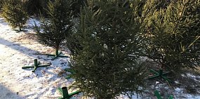 В Орске в этом году откроются только 4 официальных елочных базара. Точки продаж на карте