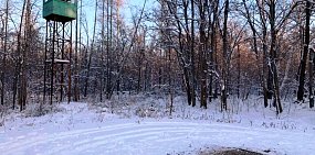 «Стволы охотничьих ружей направлены в национальный парк»: Директор Бузулукского бора заявил, что диких животных выманивают из леса кормушками