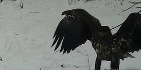 Фотоловушка запечатлела краснокнижного орлана-белохвоста в Бузулукском бору