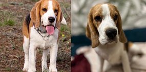 В Орске пропала собака. Убежала в районе Елшанки