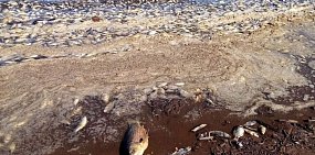 В озерах Оренбургской области, где погибла рыба, содержание аммиака превышено почти в 10 раз