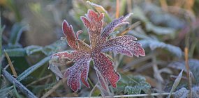 Ночью в некоторых районах Оренбургской области ожидаются заморозки 