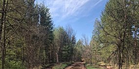 Национальный парк «Бузулукский бор», ранее закрытый из-за повышенной пожароопасности, вновь открыт для посещения 