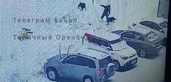 В Оренбурге на ул.Рокоссовского собаки напали на ребенка