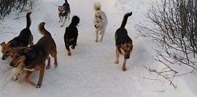 По улицам Орска бегают стаи бродячих собак