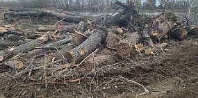 Вырубил 48 деревьев: Подрядчика по расчистке русла Урала в Орске обязали выплатить более 700 000 рублей