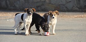 Орску из области выделили еще 1 млн рублей на отлов бездомных собак