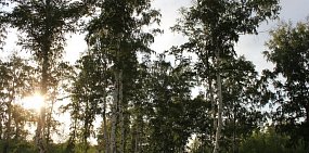 Вокруг Орска создадут «зеленый щит»