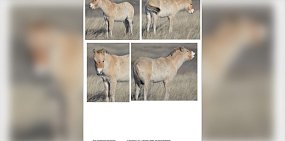 Лошади Пржевальского. Фото «Заповедники Оренбуржья»