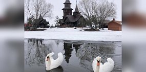 Лебеди на пруду в Оренбургской области. Источник: Минприроды региона